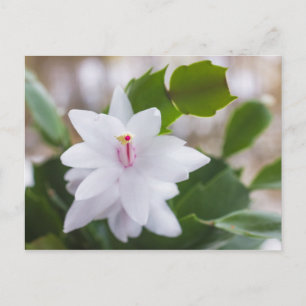 Cartão Postal De Festividades Flores de Pote Schlumbergera no cacto branco de Na