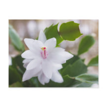 Flores de Pote Schlumbergera no cacto branco de Na