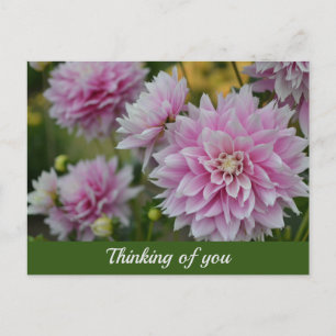 Cartão Postal De Festividades Flores Rosa Dahlia no Jardim RHS Pensando em você