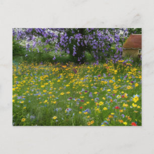 Cartão Postal De Festividades Flores selvagens com algodão no campo