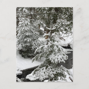 Cartão Postal De Festividades Floresta de Peste de Febre da Neve Inverna ao Larg