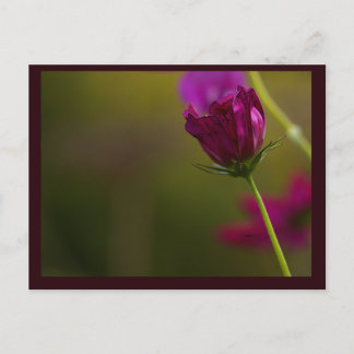 Cartão Postal De Festividades Flower Photo Postcard