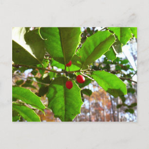 Cartão Postal De Festividades Folhas de Azevinho II Festa Natureza Botânica