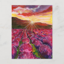 Fornecedor França de Campo de Lavanda Rosa