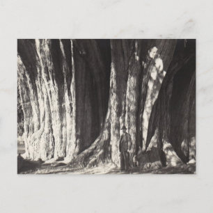 Cartão Postal De Festividades Foto antiga de El Arbol del Tule Tree no México: o