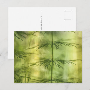 Cartão Postal De Festividades Foto da Natureza de Cavalinha