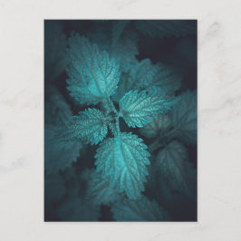 Cartão Postal De Festividades Foto da Natureza do Nettle