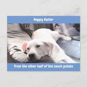 Cartão Postal De Festividades Foto de Cachorro Preguiçoso Branco e Bonito com P