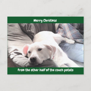 Cartão Postal De Festividades Foto de Cachorro Preguiçoso Branco e Bonito com Pa