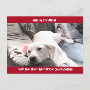 Cartão Postal De Festividades Foto de Cachorro Preguiçoso Branco e Bonito com V