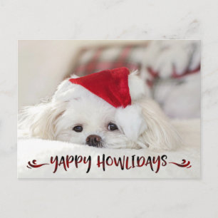Cartão Postal De Festividades Foto de Cachorro Vermelho Buffalo Check Script YAP