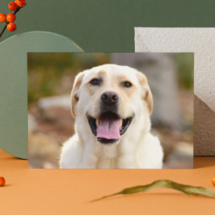 Cartão Postal De Festividades Foto de cão