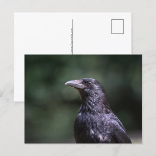 Cartão Postal De Festividades Foto de Carrion Crow Nature