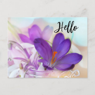 Cartão Postal De Festividades Foto de um Bonito Primavera púrpura Crocus Hello