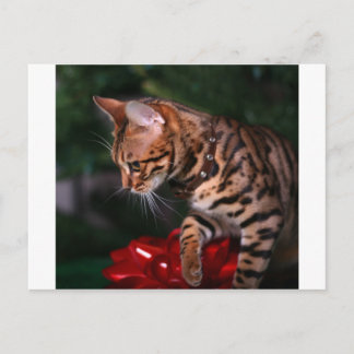 Cartão Postal De Festividades Foto do Gatinho de Natal (Gato Bengala Doméstico)