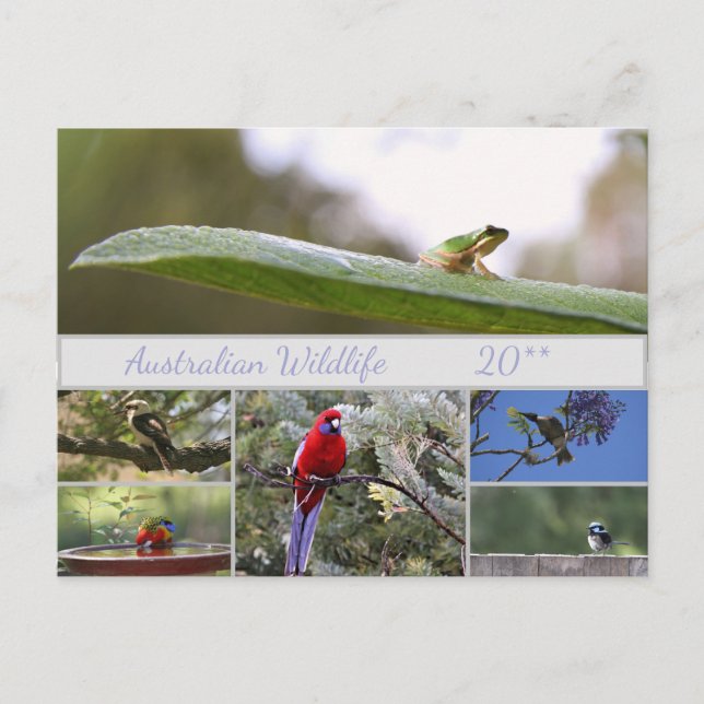 Cartão Postal De Festividades Fotografia da vida selvagem australiana (Frente)