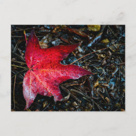 Cartão Postal De Festividades Fotografia de uma Folha de Maple Vermelha.