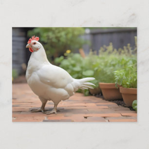 Cartão Postal De Festividades Frango Cornis branco no pátio