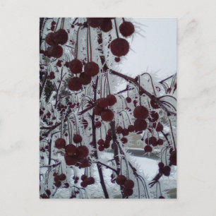 Cartão Postal De Festividades Frosted berries duluth ave