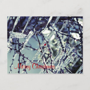 Cartão Postal De Festividades Frozen Berry Christmas Postcard