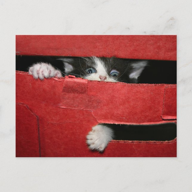 Cartão Postal De Festividades Fuga de Natal (Frente)