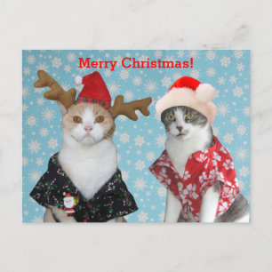 Cartão Postal De Festividades Funny Cats in Hawaiian Christmas Shirts