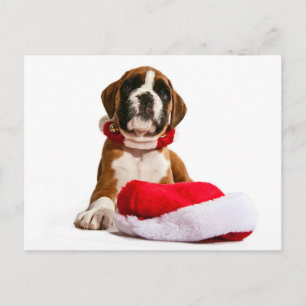 Cartão Postal De Festividades funny Christmas dog pugilistas puppy