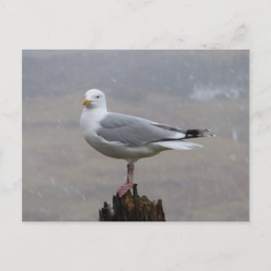 Cartão Postal De Festividades Gaivota no Poste Nevando Inverno Britânico Gaivota