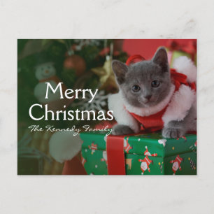 Cartão Postal De Festividades Gatinho azul e Natal do russo
