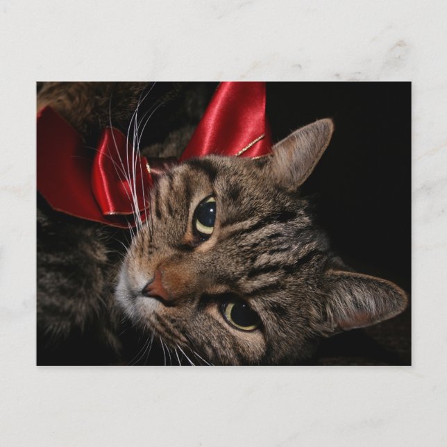 Cartão Postal De Festividades Gatinho de Natal (Frente)