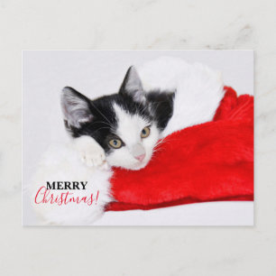 Cartão Postal De Festividades Gatinho Fofo de Chapéu de Papai Noel