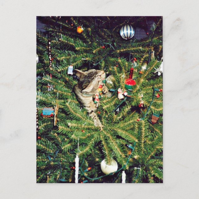 Cartão Postal De Festividades Gatinho na árvore de Natal (Frente)