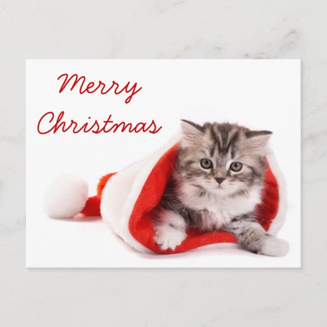 Cartão Postal De Festividades Gatinho no chapéu do papai noel (Frente)