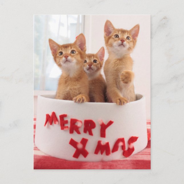 Cartão Postal De Festividades Gatinhos alegres do Xmas (Frente)