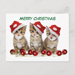 Cartão Postal De Festividades Gatinhos de Natal Bonitos