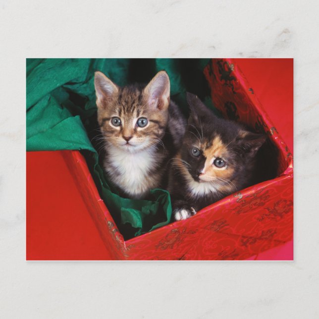 Cartão Postal De Festividades Gatinhos do Natal (Frente)