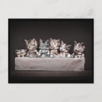 Gatinhos na Mesa do chá