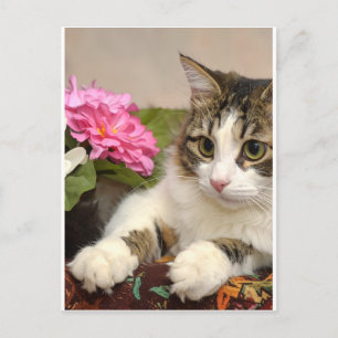 Cartão Postal De Festividades Gato
