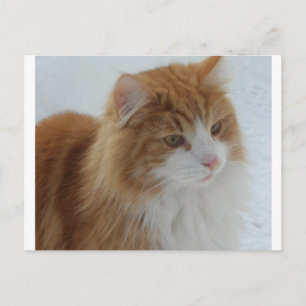 Cartão Postal De Festividades Gato_da_Floresta_Norueguesa