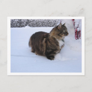 Cartão Postal De Festividades gato floresta norueguesa na neve