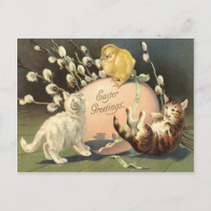 Cartão Postal De Festividades Gato Gatinho Páscoa Colorido Ovo Pintado Frango