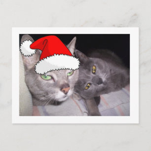 Cartão Postal De Festividades Gatos de Natal