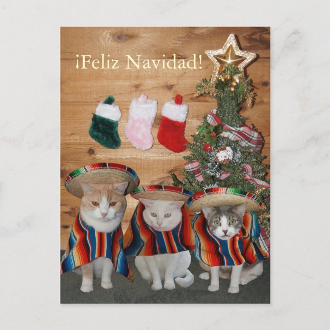 Cartão Postal De Festividades Gatos/gatinhos engraçados Feliz Navidad (Frente)