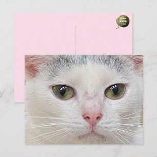 Cartão Postal De Festividades George, o Cartão-Postal de Fechamento do Gato