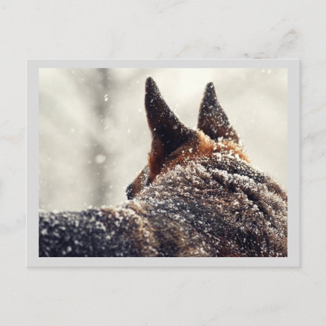 Cartão Postal De Festividades German shepherd do feriado (Frente)