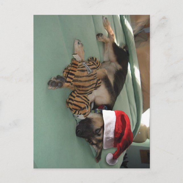 Cartão Postal De Festividades German shepherd Pup com Santa Hat (Frente)