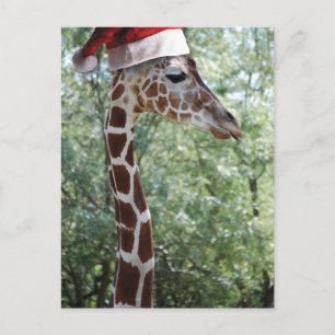Cartão Postal De Festividades Girafa de Natal com Papai Noel