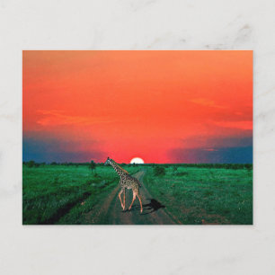 Cartão Postal De Festividades Girafa em Serengeti - Sunset