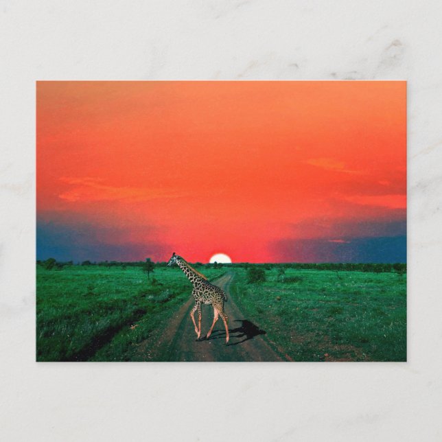 Cartão Postal De Festividades Girafa em Serengeti - Sunset (Frente)