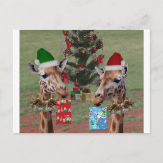 Cartão Postal De Festividades Girafas do Natal